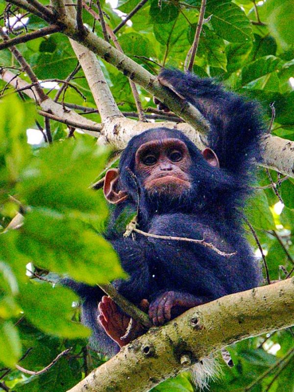 3-days-chimpanzee-trekking-nyungwe-forest