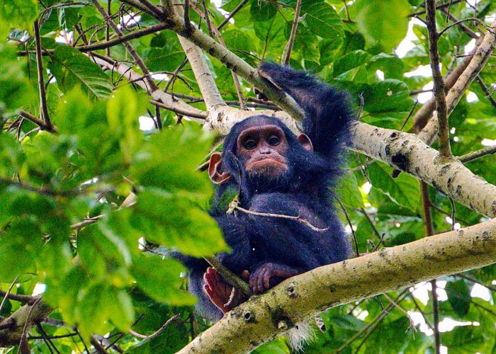 3-days-chimpanzee-trekking-nyungwe-forest