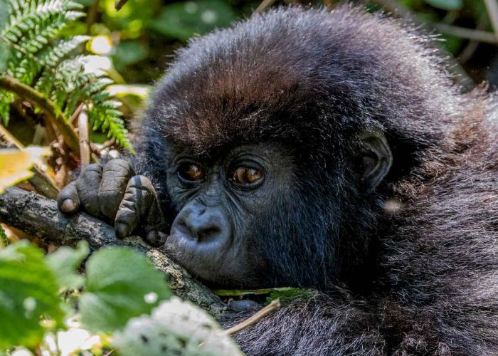 3-days-rwanda-gorilla-trekking-tour