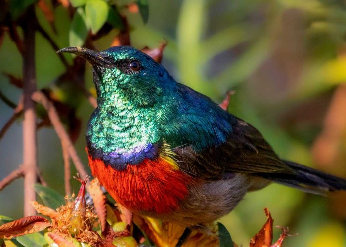 4-days-rwanda-birding-tour-greater-double-collared-sunbird