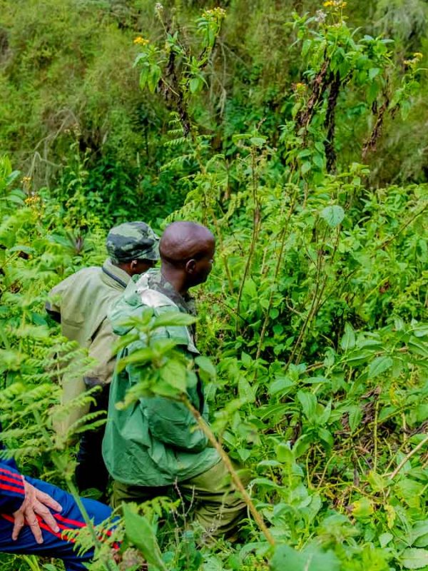 5-days-rwanda-gorilla-chimpanzee-trekking-tour