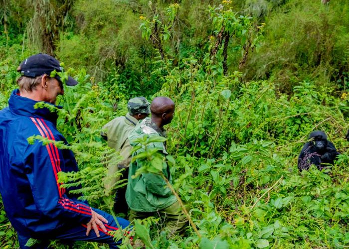 5-days-rwanda-gorilla-chimpanzee-trekking-tour