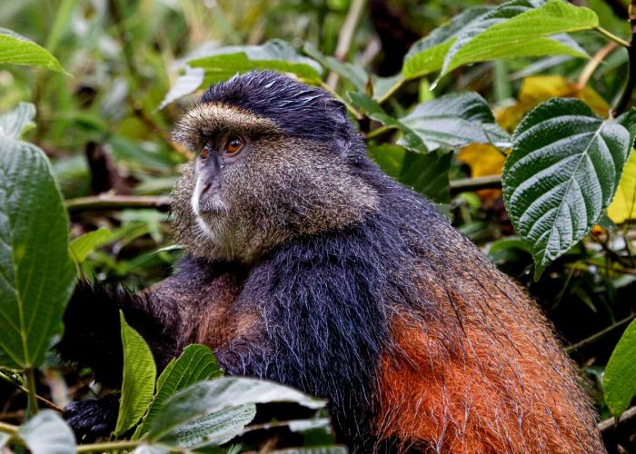 4-days-rwanda-gorilla-golden-monkey-tracking-tour