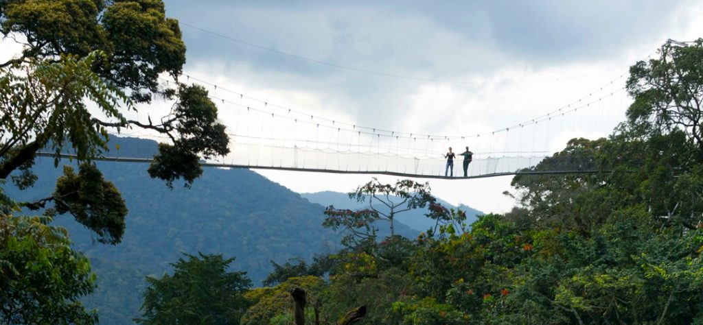 canopy-walk-experience-in-nyungwe-forest-national-park
