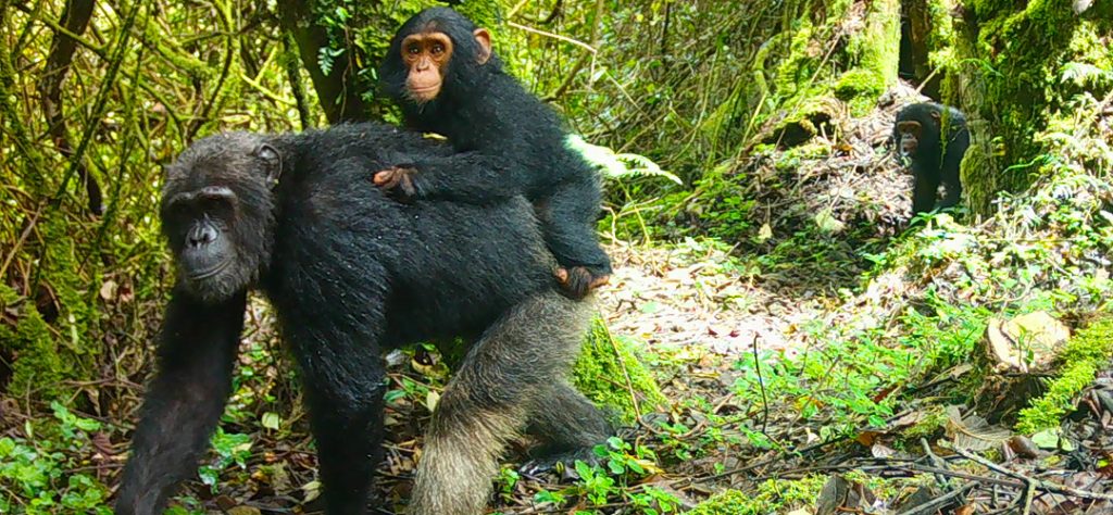 chimpanzee-tracking-experience-in-nyungwe-forest-national-park
