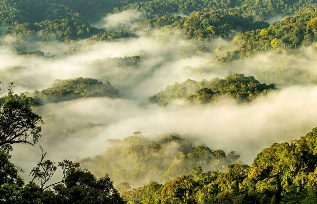 overview-of-nyungwe-forest-national-park